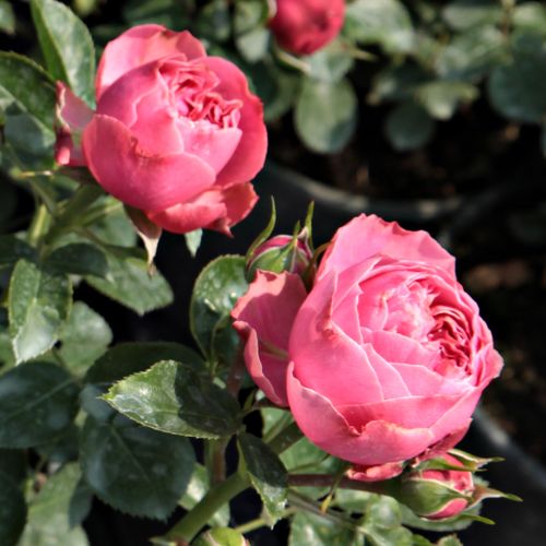 Rosa Leonardo da Vinci® - roz - Trandafir copac cu trunchi înalt - cu flori tip trandafiri englezești - coroană tufiș